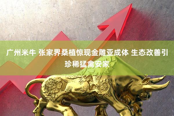 广州米牛 张家界桑植惊现金雕亚成体 生态改善引珍稀猛禽安家